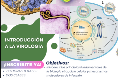 Curso de Posgrado y Materia Optativa «Introducción a la virología»